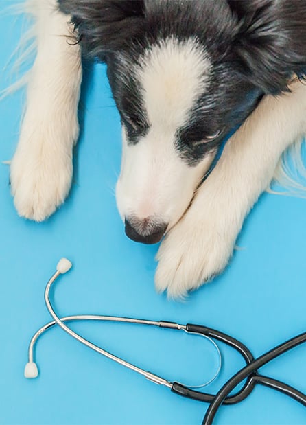 Border Collie And Stethoscope — Vet Services in Cooroy, QLD