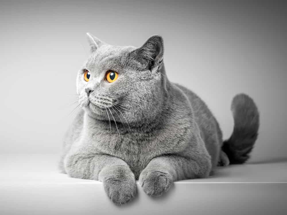 British Shorthair Cat — Vet Services in Cooroy, QLD