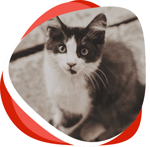 Cat — Vet Services in Cooroy, QLD