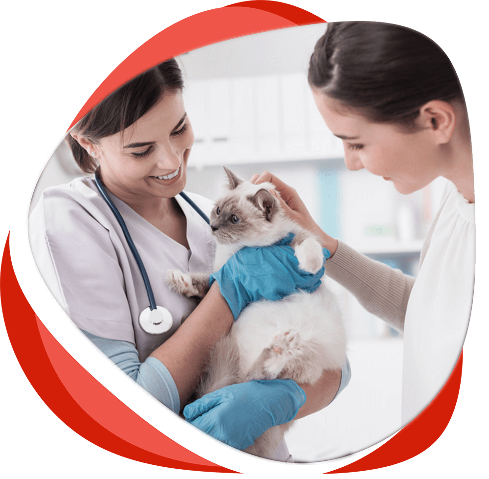 Cat Treatment — Vet Services in Cooroy, QLD