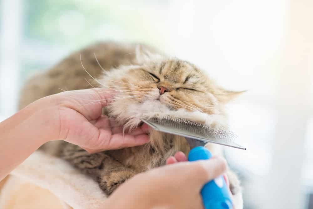 Combing Cat — Vet Services in Cooroy, QLD