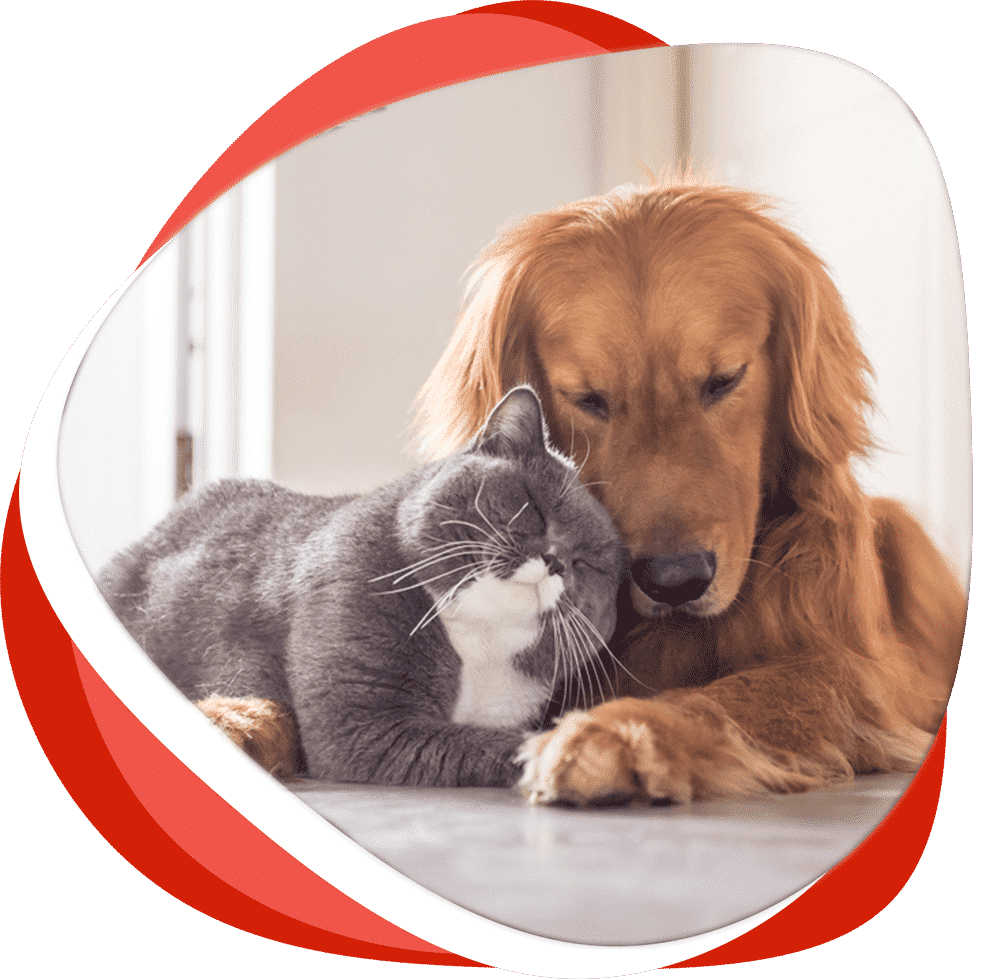 Dog And Cat — Vet Services in Cooroy, QLD