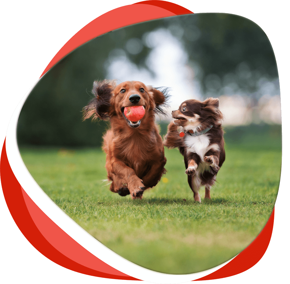 Dogs Playing — Vet Services in Cooroy, QLD