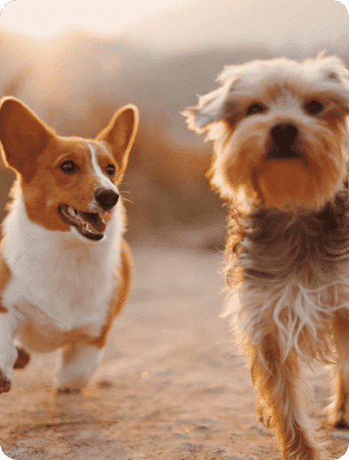 Dogs — Vet Services in Cooroy, QLD