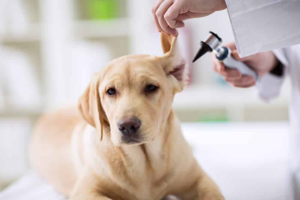 Hearing Checkup Of Labrador Dog — Vet Services in Cooroy, QLD