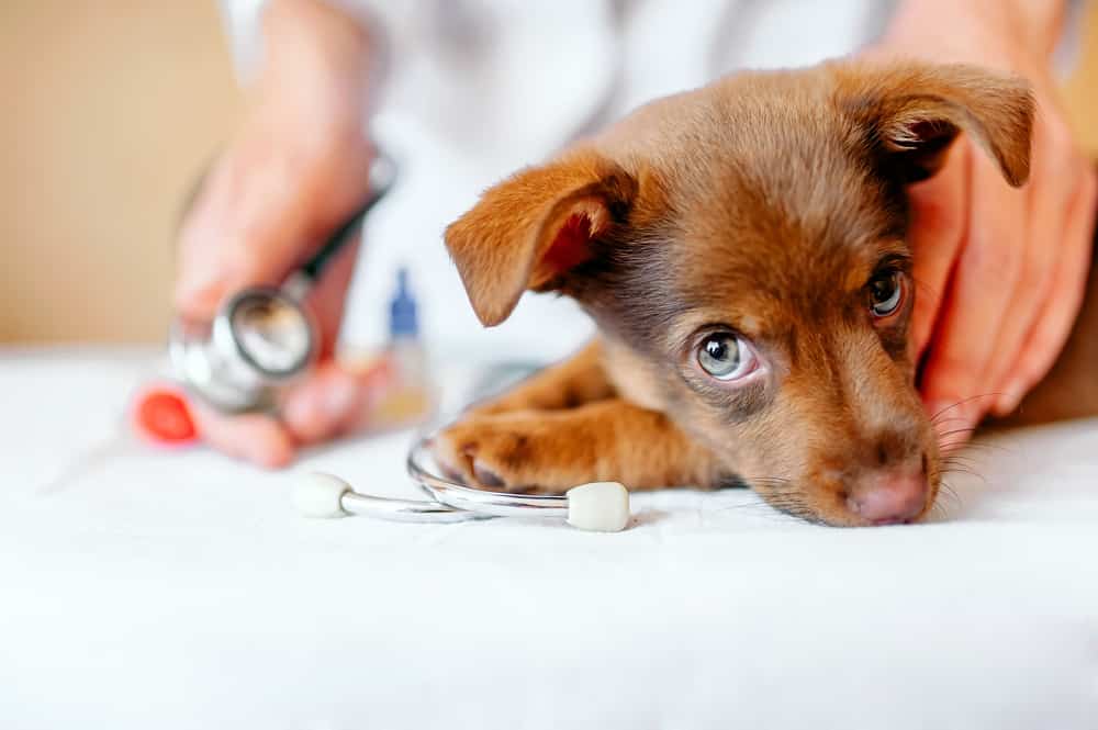 Puppy At The Vet — Vet Services in Cooroy, QLD