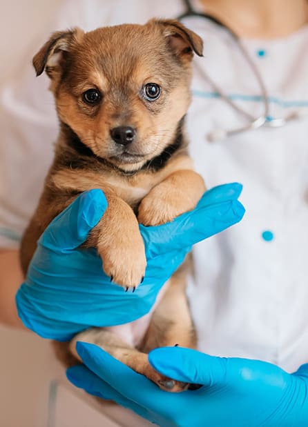 Vet Holding Brown Puppy — Vet Services in Cooroy, QLD