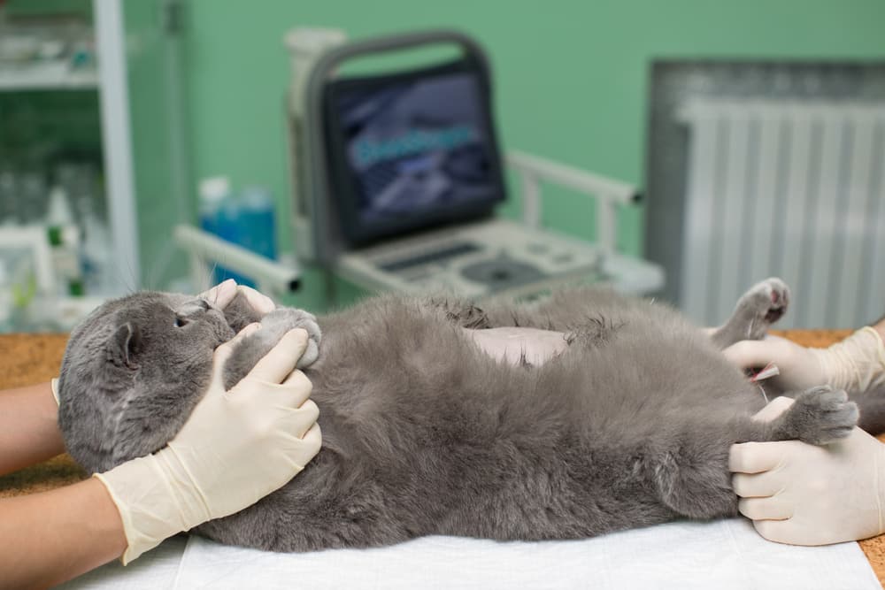 Vet Using Ultrasound On The Cat — Vet Services in Cooroy, QLD