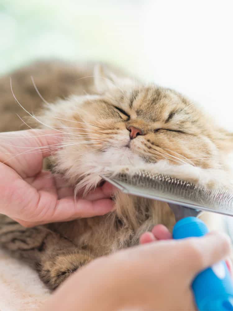 Owner Brushing Cat's Fur — Vet Services in Cooroy, QLD