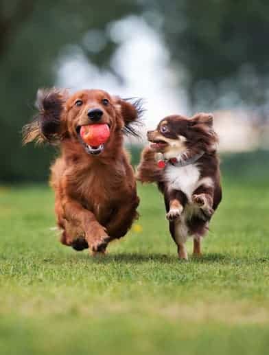 Dogs Playing — Vet Services in Cooroy, QLD