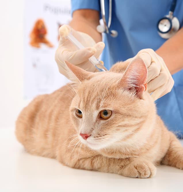 Vet Giving Injection to Cat — Vet Services in Cooroy, QLD
