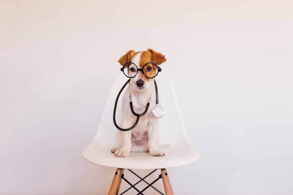 Dog Wearing Glasses — Vet Services in Cooroy, QLD