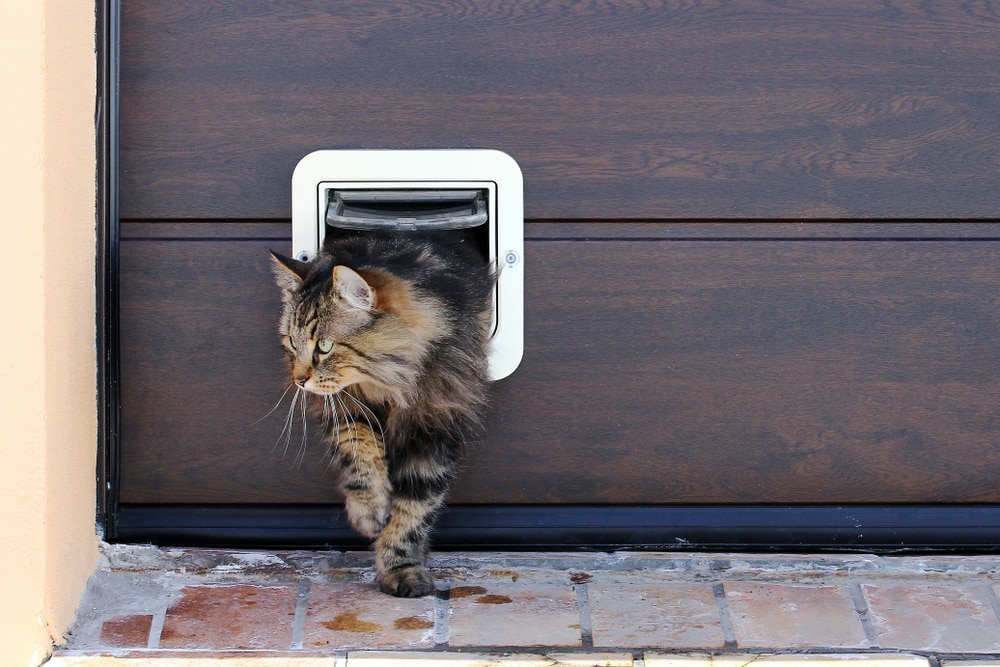 Cat Walking Through Cat Door — Vet Services in Cooroy, QLD