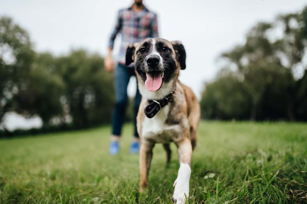 Dog Running In Park — Vet Services in Cooroy, QLD