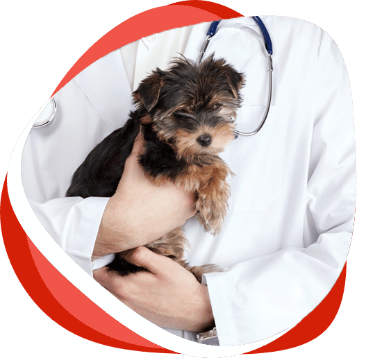 Vet Holding Puppy — Vet Services in Cooroy, QLD